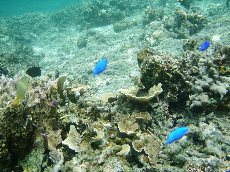 渡嘉敷島 沖繩渡嘉敷島 渡嘉敷島交通 渡嘉敷島潛水 渡嘉敷島景點 渡嘉敷島渡輪 阿波連海灘 阿波連海灘浮潛 阿波連海灘潛水