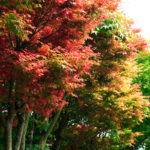 陽明山國家公園|台灣 Taiwan 台灣必食 台灣必吃 台灣必到 台灣必去 台灣必買 台灣必掃 台灣自由行 台灣行程 台灣行程包 台灣懶人包 台灣好去處 台灣景點 台灣必到景點 台灣必去景點 台灣美食 台灣交通 台灣攻略 台灣自由行行程 台灣自由行行程推薦 台灣住宿 台灣酒店 台灣飯店 台灣住宿推薦 台灣酒店推薦 台灣飯店推薦 台灣住宿推介 台灣酒店推介 台灣飯店推介 台灣必住酒店 台灣必住飯店 台灣必食2019 台灣必吃2019 台灣必到2019 台灣必去2019 台灣必買2019 台灣必掃2019 台灣自由行2019 台灣行程2019 台灣行程包2019 台灣懶人包2019 台灣好去處2019 台灣景點2019 台灣必到景點2019 台灣必去景點2019 台灣美食2019 台灣交通2019 台灣攻略2019 台灣自由行行程2019 台灣自由行行程推薦2019 台灣住宿2019 台灣酒店2019 台灣飯店2019 台灣住宿推薦2019 台灣酒店推薦2019 台灣飯店推薦2019 台灣住宿推介2019 台灣酒店推介2019 台灣飯店推介2019 台灣必住酒店2019 台灣必住飯店2019 台北 Taipei 台北必食 台北必吃 台北必到 台北必去 台北必買 台北必掃 台北自由行 台北行程 台北行程包 台北懶人包 台北好去處 台北景點 台北必到景點 台北必去景點 台北美食 台北交通 台北攻略 台北自由行行程 台北自由行行程推薦 台北酒店 台北飯店 台北酒店推薦 台北飯店推薦 台北必住酒店 台北必住飯店 台北必食2019 台北必吃2019 台北必到2019 台北必去2019 台北必買2019 台北必掃2019 台北自由行2019 台北行程2019 台北行程包2019 台北懶人包2019 台北好去處2019 台北景點2019 台北必到景點2019 台北必去景點2019 台北美食2019 台北交通2019 台北攻略2019 台北自由行行程2019 台北自由行行程推薦2019 台北酒店2019 台北飯店2019 台北酒店推薦2019 台北飯店推薦2019 台北必住酒店2019 台北必住飯店2019 台中 Taichung 台中必食 台中必吃 台中必到 台中必去 台中必買 台中必掃 台中自由行 台中行程 台中行程包 台中懶人包 台中好去處 台中景點 台中必到景點 台中必去景點 台中美食 台中交通 台中攻略 台中自由行行程 台中自由行行程推薦 台中酒店 台中飯店 台中酒店推薦 台中飯店推薦 台中必住酒店 台中必住飯店 台中必食2019 台中必吃2019 台中必到2019 台中必去2019 台中必買2019 台中必掃2019 台中自由行2019 台中行程2019 台中行程包2019 台中懶人包2019 台中好去處2019 景點2019 台中必到景點2019 必去景點2019 台中美食2019 台中交通2019 台中攻略2019 台中自由行行程2019 台中自由行行程推薦2019 台中酒店2019 台中飯店2019 台中酒店推薦2019 台中飯店推薦2019 台中必住酒店2019 台中必住飯店2019 高雄 Kaohsiung 高雄必食 高雄必吃 高雄必到 高雄必去 高雄必買 高雄必掃 高雄自由行 高雄行程 高雄行程包 高雄懶人包 高雄好去處 高雄景點 高雄必到景點 高雄必去景點 高雄美食 高雄交通 高雄攻略 高雄自由行行程 高雄自由行行程推薦 高雄酒店 高雄飯店 高雄酒店推薦 高雄飯店推薦 高雄必住酒店 高雄必住飯店 高雄必食2019 高雄必吃2019 高雄必到2019 高雄必去2019 高雄必買2019 高雄必掃2019 高雄自由行2019 高雄行程2019 高雄行程包2019 高雄懶人包2019 高雄好去處2019 景點2019 高雄必到景點2019 必去景點2019 高雄美食2019 高雄交通2019 高雄攻略2019 高雄自由行行程2019 高雄自由行行程推薦2019 高雄酒店2019 高雄飯店2019 高雄酒店推薦2019 高雄飯店推薦2019 高雄必住酒店2019 高雄必住飯店2019 花蓮 Kaohsiung 花蓮必食 花蓮必吃 花蓮必到 花蓮必去 花蓮必買 花蓮必掃 花蓮自由行 花蓮行程 花蓮行程包 花蓮懶人包 花蓮好去處 花蓮景點 花蓮必到景點 花蓮必去景點 花蓮美食 花蓮交通 花蓮攻略 花蓮自由行行程 花蓮自由行行程推薦 花蓮酒店 花蓮飯店 花蓮酒店推薦 花蓮飯店推薦 花蓮必住酒店 花蓮必住飯店 花蓮必食2019 花蓮必吃2019 花蓮必到2019 花蓮必去2019 花蓮必買2019 花蓮必掃2019 花蓮自由行2019 花蓮行程2019 花蓮行程包2019 花蓮懶人包2019 花蓮好去處2019 景點2019 花蓮必到景點2019 必去景點2019 花蓮美食2019 花蓮交通2019 花蓮攻略2019 花蓮自由行行程2019 花蓮自由行行程推薦2019 花蓮酒店2019 花蓮飯店2019 花蓮酒店推薦2019 花蓮飯店推薦2019 花蓮必住酒店2019 花蓮必住飯店2019 紅葉 紅葉2019 楓葉 楓葉2019 賞楓 賞楓2019 台灣紅葉 台灣紅葉2019 台灣楓葉 台灣楓葉2019 台灣賞楓 台灣賞楓2019 台北紅葉 台北紅葉2019 台北楓葉 台北楓葉2019 台北賞楓 台北賞楓2019 台中紅葉 台中紅葉2019 台中楓葉 台中楓葉2019 台中賞楓 台中賞楓2019 嘉義 嘉義紅葉 嘉義紅葉2019 嘉義楓葉 嘉義楓葉2019 嘉義賞楓 嘉義賞楓2019 陽明山 陽明山紅葉 陽明山紅葉2019 陽明山楓葉 陽明山楓葉2019 陽明山賞楓 陽明山賞楓2019 阿里山 阿里山紅葉 阿里山紅葉2019 阿里山楓葉 阿里山楓葉2019 阿里山賞楓 阿里山賞楓2019 奧萬大紅葉 奧萬大紅葉2019 奧萬大楓葉 奧萬大楓葉2019 奧萬大賞楓 奧萬大賞楓2019 陽明山國家公園 陽明山國家公園紅葉 陽明山國家公園紅葉2019 陽明山國家公園楓葉 陽明山國家公園楓葉2019 陽明山國家公園賞楓 陽明山國家公園賞楓2019 陽明山奧萬大樂活莊園 陽明山奧萬大樂活莊園紅葉 陽明山奧萬大樂活莊園紅葉2019 陽明山奧萬大樂活莊園楓葉 陽明山奧萬大樂活莊園楓葉2019 陽明山奧萬大樂活莊園賞楓 陽明山奧萬大樂活莊園賞楓2019 武陵農場 武陵農場紅葉 武陵農場紅葉2019 武陵農場楓葉 武陵農場楓葉2019 武陵農場賞楓 武陵農場賞楓2019 杉林溪森林生態渡假園區 杉林溪森林生態渡假園區紅葉 杉林溪森林生態渡假園區紅葉2019 楓葉 杉林溪森林生態渡假園區楓葉2019 杉林溪森林生態渡假園區賞楓 杉林溪森林生態渡假園區賞楓2019 奧萬大國家森林遊樂區 奧萬大國家森林遊樂區紅葉 奧萬大國家森林遊樂區紅葉2019 奧萬大國家森林遊樂區楓葉 奧萬大國家森林遊樂區楓葉2019 奧萬大國家森林遊樂區賞楓 奧萬大國家森林遊樂區賞楓2019 阿里山森林遊樂區 阿里山森林遊樂區紅葉 阿里山森林遊樂區紅葉2019 阿里山森林遊樂區楓葉 阿里山森林遊樂區楓葉2019 阿里山森林遊樂區賞楓 阿里山森林遊樂區賞楓2019 陽明山國家公園交通 陽明山國家公園門票 陽明山國家公園英文 陽明山國家公園範圍 陽明山私房景點 陽明山景點分佈 陽明山一日遊2018 陽明山景點2018 陽明山夢幻湖 陽明山國家公園地形圖