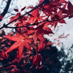 陽明山國家公園|台灣 Taiwan 台灣必食 台灣必吃 台灣必到 台灣必去 台灣必買 台灣必掃 台灣自由行 台灣行程 台灣行程包 台灣懶人包 台灣好去處 台灣景點 台灣必到景點 台灣必去景點 台灣美食 台灣交通 台灣攻略 台灣自由行行程 台灣自由行行程推薦 台灣住宿 台灣酒店 台灣飯店 台灣住宿推薦 台灣酒店推薦 台灣飯店推薦 台灣住宿推介 台灣酒店推介 台灣飯店推介 台灣必住酒店 台灣必住飯店 台灣必食2019 台灣必吃2019 台灣必到2019 台灣必去2019 台灣必買2019 台灣必掃2019 台灣自由行2019 台灣行程2019 台灣行程包2019 台灣懶人包2019 台灣好去處2019 台灣景點2019 台灣必到景點2019 台灣必去景點2019 台灣美食2019 台灣交通2019 台灣攻略2019 台灣自由行行程2019 台灣自由行行程推薦2019 台灣住宿2019 台灣酒店2019 台灣飯店2019 台灣住宿推薦2019 台灣酒店推薦2019 台灣飯店推薦2019 台灣住宿推介2019 台灣酒店推介2019 台灣飯店推介2019 台灣必住酒店2019 台灣必住飯店2019 台北 Taipei 台北必食 台北必吃 台北必到 台北必去 台北必買 台北必掃 台北自由行 台北行程 台北行程包 台北懶人包 台北好去處 台北景點 台北必到景點 台北必去景點 台北美食 台北交通 台北攻略 台北自由行行程 台北自由行行程推薦 台北酒店 台北飯店 台北酒店推薦 台北飯店推薦 台北必住酒店 台北必住飯店 台北必食2019 台北必吃2019 台北必到2019 台北必去2019 台北必買2019 台北必掃2019 台北自由行2019 台北行程2019 台北行程包2019 台北懶人包2019 台北好去處2019 台北景點2019 台北必到景點2019 台北必去景點2019 台北美食2019 台北交通2019 台北攻略2019 台北自由行行程2019 台北自由行行程推薦2019 台北酒店2019 台北飯店2019 台北酒店推薦2019 台北飯店推薦2019 台北必住酒店2019 台北必住飯店2019 台中 Taichung 台中必食 台中必吃 台中必到 台中必去 台中必買 台中必掃 台中自由行 台中行程 台中行程包 台中懶人包 台中好去處 台中景點 台中必到景點 台中必去景點 台中美食 台中交通 台中攻略 台中自由行行程 台中自由行行程推薦 台中酒店 台中飯店 台中酒店推薦 台中飯店推薦 台中必住酒店 台中必住飯店 台中必食2019 台中必吃2019 台中必到2019 台中必去2019 台中必買2019 台中必掃2019 台中自由行2019 台中行程2019 台中行程包2019 台中懶人包2019 台中好去處2019 景點2019 台中必到景點2019 必去景點2019 台中美食2019 台中交通2019 台中攻略2019 台中自由行行程2019 台中自由行行程推薦2019 台中酒店2019 台中飯店2019 台中酒店推薦2019 台中飯店推薦2019 台中必住酒店2019 台中必住飯店2019 高雄 Kaohsiung 高雄必食 高雄必吃 高雄必到 高雄必去 高雄必買 高雄必掃 高雄自由行 高雄行程 高雄行程包 高雄懶人包 高雄好去處 高雄景點 高雄必到景點 高雄必去景點 高雄美食 高雄交通 高雄攻略 高雄自由行行程 高雄自由行行程推薦 高雄酒店 高雄飯店 高雄酒店推薦 高雄飯店推薦 高雄必住酒店 高雄必住飯店 高雄必食2019 高雄必吃2019 高雄必到2019 高雄必去2019 高雄必買2019 高雄必掃2019 高雄自由行2019 高雄行程2019 高雄行程包2019 高雄懶人包2019 高雄好去處2019 景點2019 高雄必到景點2019 必去景點2019 高雄美食2019 高雄交通2019 高雄攻略2019 高雄自由行行程2019 高雄自由行行程推薦2019 高雄酒店2019 高雄飯店2019 高雄酒店推薦2019 高雄飯店推薦2019 高雄必住酒店2019 高雄必住飯店2019 花蓮 Kaohsiung 花蓮必食 花蓮必吃 花蓮必到 花蓮必去 花蓮必買 花蓮必掃 花蓮自由行 花蓮行程 花蓮行程包 花蓮懶人包 花蓮好去處 花蓮景點 花蓮必到景點 花蓮必去景點 花蓮美食 花蓮交通 花蓮攻略 花蓮自由行行程 花蓮自由行行程推薦 花蓮酒店 花蓮飯店 花蓮酒店推薦 花蓮飯店推薦 花蓮必住酒店 花蓮必住飯店 花蓮必食2019 花蓮必吃2019 花蓮必到2019 花蓮必去2019 花蓮必買2019 花蓮必掃2019 花蓮自由行2019 花蓮行程2019 花蓮行程包2019 花蓮懶人包2019 花蓮好去處2019 景點2019 花蓮必到景點2019 必去景點2019 花蓮美食2019 花蓮交通2019 花蓮攻略2019 花蓮自由行行程2019 花蓮自由行行程推薦2019 花蓮酒店2019 花蓮飯店2019 花蓮酒店推薦2019 花蓮飯店推薦2019 花蓮必住酒店2019 花蓮必住飯店2019 紅葉 紅葉2019 楓葉 楓葉2019 賞楓 賞楓2019 台灣紅葉 台灣紅葉2019 台灣楓葉 台灣楓葉2019 台灣賞楓 台灣賞楓2019 台北紅葉 台北紅葉2019 台北楓葉 台北楓葉2019 台北賞楓 台北賞楓2019 台中紅葉 台中紅葉2019 台中楓葉 台中楓葉2019 台中賞楓 台中賞楓2019 嘉義 嘉義紅葉 嘉義紅葉2019 嘉義楓葉 嘉義楓葉2019 嘉義賞楓 嘉義賞楓2019 陽明山 陽明山紅葉 陽明山紅葉2019 陽明山楓葉 陽明山楓葉2019 陽明山賞楓 陽明山賞楓2019 阿里山 阿里山紅葉 阿里山紅葉2019 阿里山楓葉 阿里山楓葉2019 阿里山賞楓 阿里山賞楓2019 奧萬大紅葉 奧萬大紅葉2019 奧萬大楓葉 奧萬大楓葉2019 奧萬大賞楓 奧萬大賞楓2019 陽明山國家公園 陽明山國家公園紅葉 陽明山國家公園紅葉2019 陽明山國家公園楓葉 陽明山國家公園楓葉2019 陽明山國家公園賞楓 陽明山國家公園賞楓2019 陽明山奧萬大樂活莊園 陽明山奧萬大樂活莊園紅葉 陽明山奧萬大樂活莊園紅葉2019 陽明山奧萬大樂活莊園楓葉 陽明山奧萬大樂活莊園楓葉2019 陽明山奧萬大樂活莊園賞楓 陽明山奧萬大樂活莊園賞楓2019 武陵農場 武陵農場紅葉 武陵農場紅葉2019 武陵農場楓葉 武陵農場楓葉2019 武陵農場賞楓 武陵農場賞楓2019 杉林溪森林生態渡假園區 杉林溪森林生態渡假園區紅葉 杉林溪森林生態渡假園區紅葉2019 楓葉 杉林溪森林生態渡假園區楓葉2019 杉林溪森林生態渡假園區賞楓 杉林溪森林生態渡假園區賞楓2019 奧萬大國家森林遊樂區 奧萬大國家森林遊樂區紅葉 奧萬大國家森林遊樂區紅葉2019 奧萬大國家森林遊樂區楓葉 奧萬大國家森林遊樂區楓葉2019 奧萬大國家森林遊樂區賞楓 奧萬大國家森林遊樂區賞楓2019 阿里山森林遊樂區 阿里山森林遊樂區紅葉 阿里山森林遊樂區紅葉2019 阿里山森林遊樂區楓葉 阿里山森林遊樂區楓葉2019 阿里山森林遊樂區賞楓 阿里山森林遊樂區賞楓2019 陽明山國家公園交通 陽明山國家公園門票 陽明山國家公園英文 陽明山國家公園範圍 陽明山私房景點 陽明山景點分佈 陽明山一日遊2018 陽明山景點2018 陽明山夢幻湖 陽明山國家公園地形圖