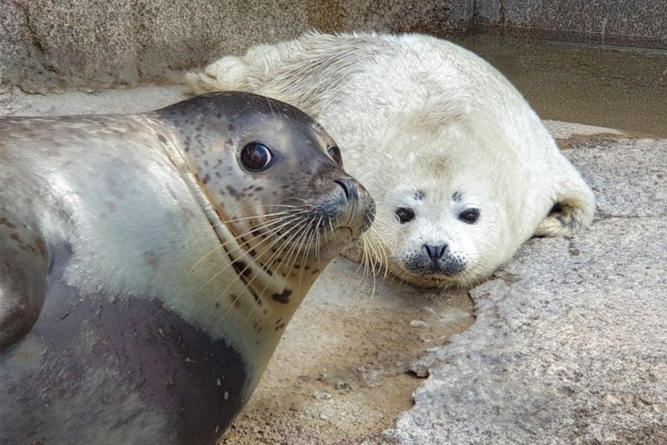 首爾動物園 首爾轉轉卡 Discover Seoul Pass 首爾自由行 首爾景點 首爾交通卡 仁川機場鐵路AREX 首爾親子自由行 首爾親子遊 首爾親子景點