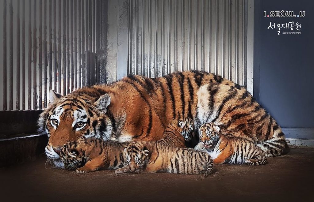 首爾動物園 首爾轉轉卡 Discover Seoul Pass 首爾自由行 首爾景點 首爾交通卡 仁川機場鐵路AREX