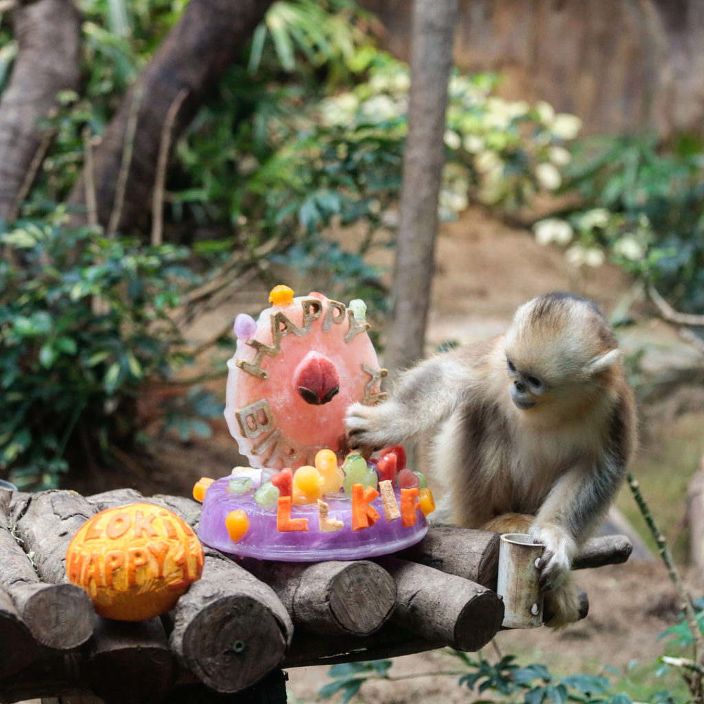海洋公園 優惠 Ocean Park 香港海洋公園 森度遊 瑜伽 生日優惠 綠色旅遊團 添好運 Kkday優惠 Klook優惠 pacific coffee 優惠 太平洋咖啡 優惠
