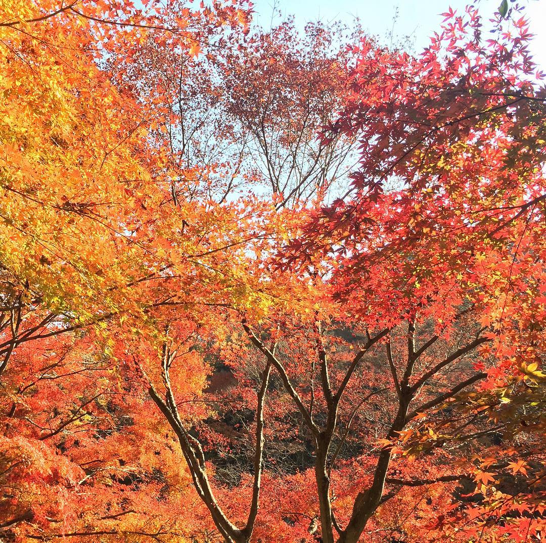 高尾山｜日本 Japan 日本必食 日本必吃 日本必到 日本必去 日本必買 日本必掃 日本自由行 日本行程 日本行程包 日本懶人包 日本好去處 日本景點 日本必到景點 日本必去景點 日本美食 日本交通 日本攻略 日本自由行行程 日本自由行行程推薦 日本酒店 日本飯店 日本酒店推薦 日本飯店推薦 日本必住酒店 日本必住飯店 日本必食2019 日本必吃2019 日本必到2019 日本必去2019 日本必買2019 日本必掃2019 日本自由行2019 日本行程2019 日本行程包2019 日本懶人包2019 日本好去處2019 日本景點2019 日本必到景點2019 日本必去景點2019 日本美食2019 日本交通2019 日本攻略2019 日本自由行行程2019 日本自由行行程推薦2019 日本酒店2019 日本飯店2019 日本酒店推薦2019 日本飯店推薦2019 日本必住酒店2019 日本必住飯店2019 東京 Tokyo 東京必食 東京必吃 東京必到 東京必去 東京必買 東京必掃 東京自由行 東京行程 東京行程包 東京懶人包 東京好去處 東京景點 東京必到景點 東京必去景點 東京美食 東京交通 東京攻略 東京自由行行程 東京自由行行程推薦 東京酒店 東京飯店 東京酒店推薦 東京飯店推薦 東京必住酒店 東京必住飯店 東京必食2019 東京必吃2019 東京必到2019 東京必去2019 東京必買2019 東京必掃2019 東京自由行2019 東京行程2019 東京行程包2019 東京懶人包2019 東京好去處2019 東京景點2019 東京必到景點2019 東京必去景點2019 東京美食2019 東京交通2019 東京攻略2019 東京自由行行程2019 東京自由行行程推薦2019 東京酒店2019 東京飯店2019 東京酒店推薦2019 東京飯店推薦2019 東京必住酒店2019 東京必住飯店2019 銀杏2019 日本銀杏 日本銀杏2019 東京銀杏 東京銀杏2019 楓葉2019 紅葉2019 日本楓葉2019 日本楓葉 日本紅葉 日本紅葉2019 東京楓葉2019 東京楓葉 東京紅葉 東京紅葉2019 河口湖紅葉迴廊 河口湖 河口湖楓葉 河口湖紅葉 高尾山 高尾山楓葉 高尾山紅葉 高尾山纜車 高尾山藥王院 高尾山美食 日光紅葉 日光紅葉坂 日光 紅葉坂 龍頭瀑布 龍頭瀑布紅葉 日光楓葉 紅葉坂楓葉 龍頭瀑布楓葉 湯之湖 湯之湖紅葉 湯之湖楓葉 中禪寺湖 中禪寺湖楓葉 中禪寺湖紅葉 輪王寺 輪王寺紅葉 輪王寺楓葉 龍王峽 龍王峽紅葉 龍王峽楓葉 高尾山夏天 高尾山美食 高尾山官網 高尾山溫泉 高尾山冬天 高尾山紅葉 高尾山富士山 高尾山2018 高尾山9月 高尾山英文