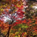 高尾山｜日本 Japan 日本必食 日本必吃 日本必到 日本必去 日本必買 日本必掃 日本自由行 日本行程 日本行程包 日本懶人包 日本好去處 日本景點 日本必到景點 日本必去景點 日本美食 日本交通 日本攻略 日本自由行行程 日本自由行行程推薦 日本酒店 日本飯店 日本酒店推薦 日本飯店推薦 日本必住酒店 日本必住飯店 日本必食2019 日本必吃2019 日本必到2019 日本必去2019 日本必買2019 日本必掃2019 日本自由行2019 日本行程2019 日本行程包2019 日本懶人包2019 日本好去處2019 日本景點2019 日本必到景點2019 日本必去景點2019 日本美食2019 日本交通2019 日本攻略2019 日本自由行行程2019 日本自由行行程推薦2019 日本酒店2019 日本飯店2019 日本酒店推薦2019 日本飯店推薦2019 日本必住酒店2019 日本必住飯店2019 東京 Tokyo 東京必食 東京必吃 東京必到 東京必去 東京必買 東京必掃 東京自由行 東京行程 東京行程包 東京懶人包 東京好去處 東京景點 東京必到景點 東京必去景點 東京美食 東京交通 東京攻略 東京自由行行程 東京自由行行程推薦 東京酒店 東京飯店 東京酒店推薦 東京飯店推薦 東京必住酒店 東京必住飯店 東京必食2019 東京必吃2019 東京必到2019 東京必去2019 東京必買2019 東京必掃2019 東京自由行2019 東京行程2019 東京行程包2019 東京懶人包2019 東京好去處2019 東京景點2019 東京必到景點2019 東京必去景點2019 東京美食2019 東京交通2019 東京攻略2019 東京自由行行程2019 東京自由行行程推薦2019 東京酒店2019 東京飯店2019 東京酒店推薦2019 東京飯店推薦2019 東京必住酒店2019 東京必住飯店2019 銀杏2019 日本銀杏 日本銀杏2019 東京銀杏 東京銀杏2019 楓葉2019 紅葉2019 日本楓葉2019 日本楓葉 日本紅葉 日本紅葉2019 東京楓葉2019 東京楓葉 東京紅葉 東京紅葉2019 河口湖紅葉迴廊 河口湖 河口湖楓葉 河口湖紅葉 高尾山 高尾山楓葉 高尾山紅葉 高尾山纜車 高尾山藥王院 高尾山美食 日光紅葉 日光紅葉坂 日光 紅葉坂 龍頭瀑布 龍頭瀑布紅葉 日光楓葉 紅葉坂楓葉 龍頭瀑布楓葉 湯之湖 湯之湖紅葉 湯之湖楓葉 中禪寺湖 中禪寺湖楓葉 中禪寺湖紅葉 輪王寺 輪王寺紅葉 輪王寺楓葉 龍王峽 龍王峽紅葉 龍王峽楓葉 高尾山夏天 高尾山美食 高尾山官網 高尾山溫泉 高尾山冬天 高尾山紅葉 高尾山富士山 高尾山2018 高尾山9月 高尾山英文
