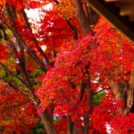 高尾山｜日本 Japan 日本必食 日本必吃 日本必到 日本必去 日本必買 日本必掃 日本自由行 日本行程 日本行程包 日本懶人包 日本好去處 日本景點 日本必到景點 日本必去景點 日本美食 日本交通 日本攻略 日本自由行行程 日本自由行行程推薦 日本酒店 日本飯店 日本酒店推薦 日本飯店推薦 日本必住酒店 日本必住飯店 日本必食2019 日本必吃2019 日本必到2019 日本必去2019 日本必買2019 日本必掃2019 日本自由行2019 日本行程2019 日本行程包2019 日本懶人包2019 日本好去處2019 日本景點2019 日本必到景點2019 日本必去景點2019 日本美食2019 日本交通2019 日本攻略2019 日本自由行行程2019 日本自由行行程推薦2019 日本酒店2019 日本飯店2019 日本酒店推薦2019 日本飯店推薦2019 日本必住酒店2019 日本必住飯店2019 東京 Tokyo 東京必食 東京必吃 東京必到 東京必去 東京必買 東京必掃 東京自由行 東京行程 東京行程包 東京懶人包 東京好去處 東京景點 東京必到景點 東京必去景點 東京美食 東京交通 東京攻略 東京自由行行程 東京自由行行程推薦 東京酒店 東京飯店 東京酒店推薦 東京飯店推薦 東京必住酒店 東京必住飯店 東京必食2019 東京必吃2019 東京必到2019 東京必去2019 東京必買2019 東京必掃2019 東京自由行2019 東京行程2019 東京行程包2019 東京懶人包2019 東京好去處2019 東京景點2019 東京必到景點2019 東京必去景點2019 東京美食2019 東京交通2019 東京攻略2019 東京自由行行程2019 東京自由行行程推薦2019 東京酒店2019 東京飯店2019 東京酒店推薦2019 東京飯店推薦2019 東京必住酒店2019 東京必住飯店2019 銀杏2019 日本銀杏 日本銀杏2019 東京銀杏 東京銀杏2019 楓葉2019 紅葉2019 日本楓葉2019 日本楓葉 日本紅葉 日本紅葉2019 東京楓葉2019 東京楓葉 東京紅葉 東京紅葉2019 河口湖紅葉迴廊 河口湖 河口湖楓葉 河口湖紅葉 高尾山 高尾山楓葉 高尾山紅葉 高尾山纜車 高尾山藥王院 高尾山美食 日光紅葉 日光紅葉坂 日光 紅葉坂 龍頭瀑布 龍頭瀑布紅葉 日光楓葉 紅葉坂楓葉 龍頭瀑布楓葉 湯之湖 湯之湖紅葉 湯之湖楓葉 中禪寺湖 中禪寺湖楓葉 中禪寺湖紅葉 輪王寺 輪王寺紅葉 輪王寺楓葉 龍王峽 龍王峽紅葉 龍王峽楓葉 高尾山夏天 高尾山美食 高尾山官網 高尾山溫泉 高尾山冬天 高尾山紅葉 高尾山富士山 高尾山2018 高尾山9月 高尾山英文