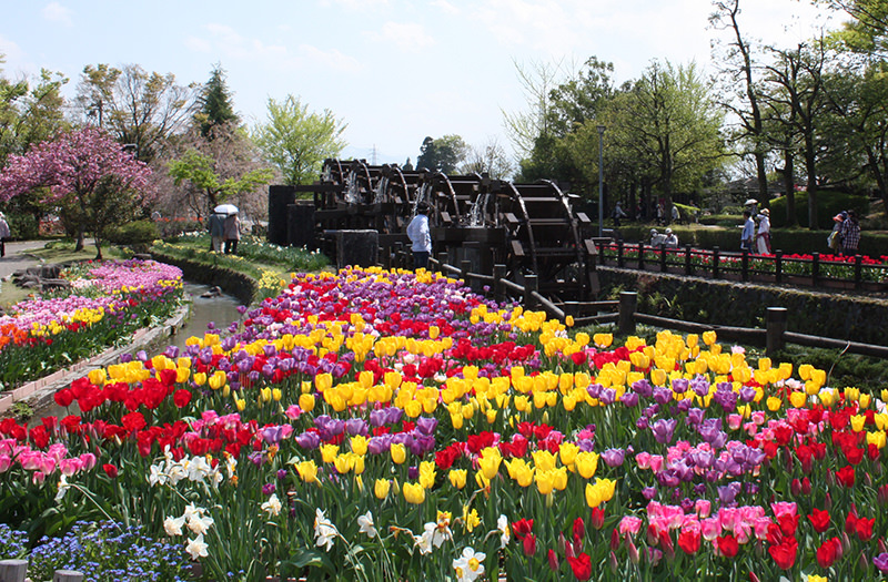 tulip 賞花必去 日本賞花