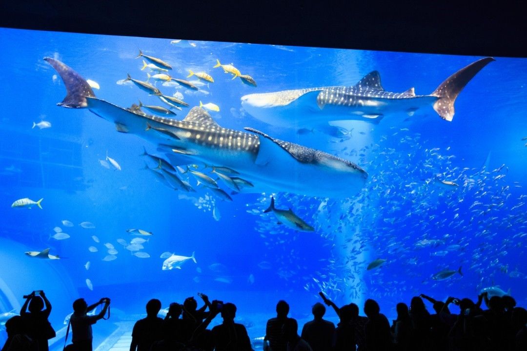 黑潮之海 美麗海水族館設施 海洋博公園設施 美麗海水族必看 海洋博公園必看 沖繩美麗海水族館 沖縄美ら海水族館 Okinawa Churaumi Aquarium 海洋博公園 Ocean Expo Park 沖繩自由行 沖繩自駕遊 沖繩景點 沖繩好去處 沖繩必去