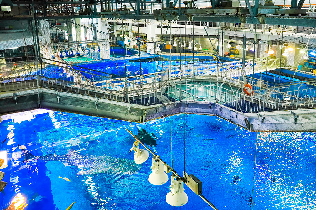 黑潮探險之旅 黑潮之海 美麗海水族館體驗 海洋博公園體驗 美麗海水族館活動 海洋博公園活動 美麗海水族必看 海洋博公園必看 沖繩美麗海水族館 沖縄美ら海水族館 Okinawa Churaumi Aquarium 海洋博公園 Ocean Expo Park 沖繩自由行 沖繩自駕遊 沖繩景點 沖繩好去處 沖繩必去