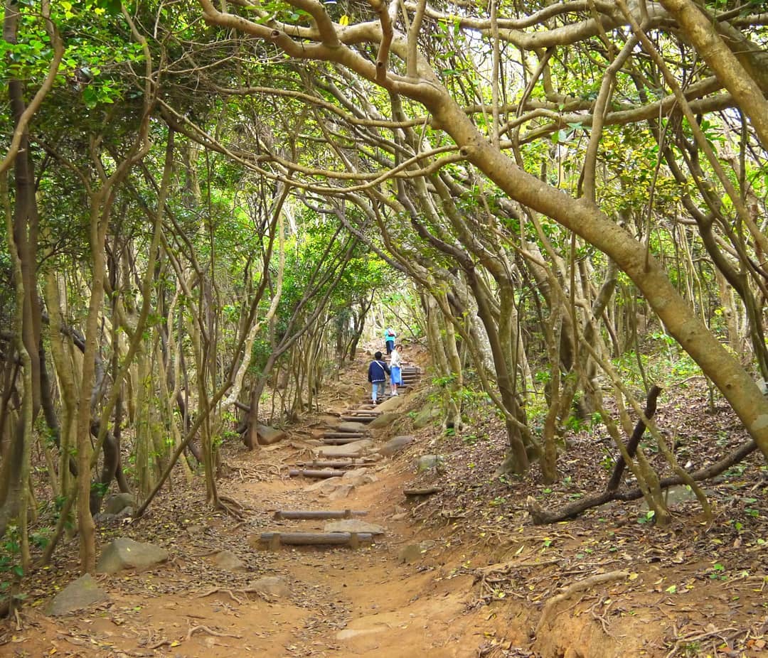 龍貓 天龍貓景點 龍貓場景 龍貓森林 狹山丘陵 TOTORO Forest トトロの森 宮崎駿景點 吉卜力動畫 宮崎駿電影 宮崎駿動畫 宮崎駿作品 東京 宮崎駿
